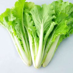 临安毛毛菜500g*4