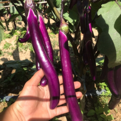 临安高山茄子500g*3